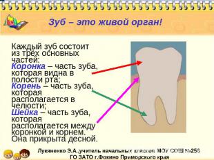 Зуб – это живой орган! Каждый зуб состоит из трёх основных частей:Коронка – част