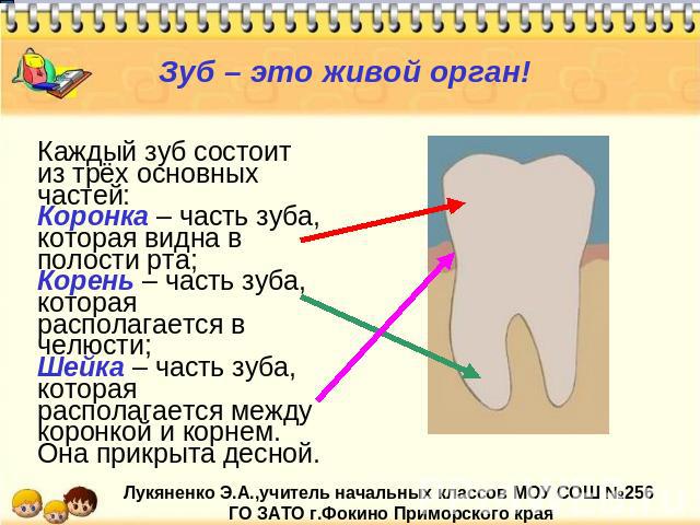 Зуб – это живой орган! Каждый зуб состоит из трёх основных частей:Коронка – часть зуба, которая видна в полости рта;Корень – часть зуба, которая располагается в челюсти; Шейка – часть зуба, которая располагается между коронкой и корнем. Она прикрыта…