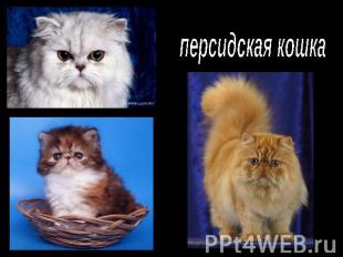сиамская кошка kotikoshka