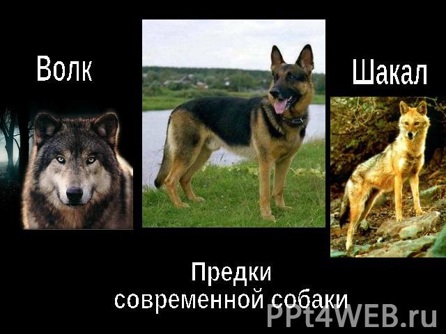 Волк Шакал Предкисовременной собаки