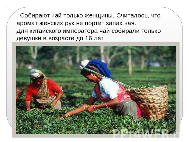 Собирают чай только женщины. Считалось, что аромат женских рук не портит запах чая. Для китайского императора чай собирали только девушки в возрасте до 16 лет.
