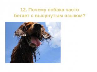 12. Почему собака часто бегает с высунутым языком?Испарение слюны с языка способ