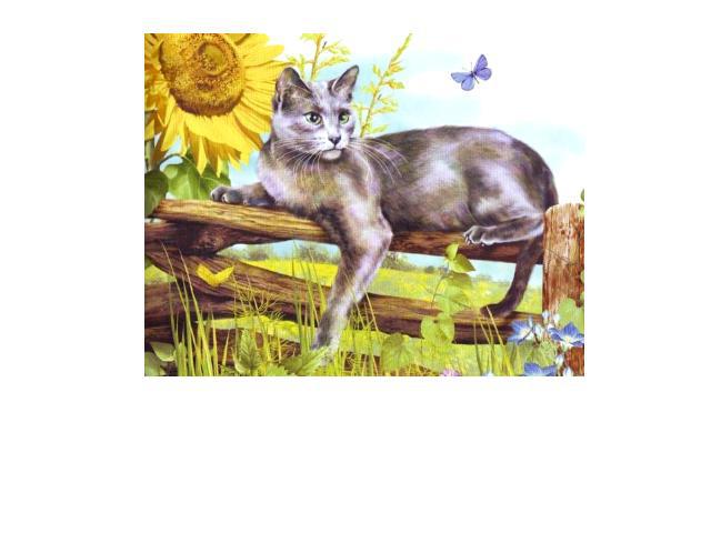 … в старинных русских летописях XIII века появились первые упоминания о кошках. Истинно «нашей» можно считать русскую голубую породу кошек, её ещё называют сибирской.