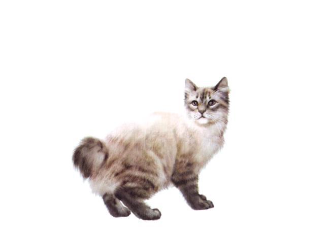 … порода кошек бобтейл не имеет длинного хвоста. Хвост короткий вроде заячьего помпончика, задние ноги тоже немного длиннее передних. (Япония, Курильские острова)