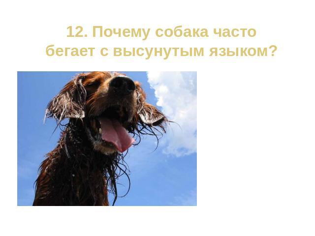 12. Почему собака часто бегает с высунутым языком?Испарение слюны с языка способствует охлаждению