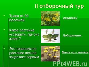 II отборочный тур Трава от 99 болезней. Какое растение «говорит», где оно живет?