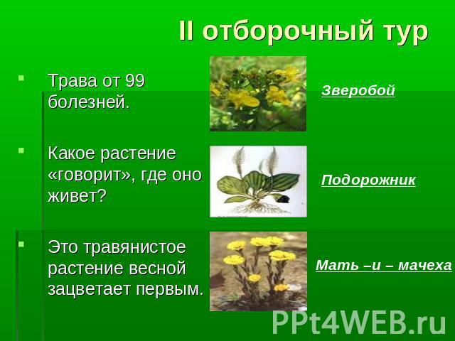 II отборочный тур Трава от 99 болезней. Какое растение «говорит», где оно живет? Это травянистое растение весной зацветает первым. Зверобой Подорожник Мать –и – мачеха