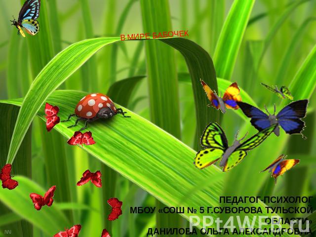 В мире бабочек ПЕДАГОГ-ПСИХОЛОГМБОУ «СОШ № 5 Г.СУВОРОВА ТУЛЬСКОЙ ОБЛАСТИ»ДАНИЛОВА ОЛЬГА АЛЕКСАНДРОВНА