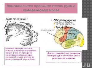 двигательная проекция кисти руки в человеческом мозге Карта речевых зон У. Пенфи