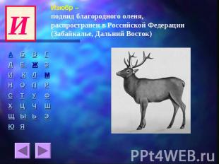 Изюбр – подвид благородного оленя, распространен в Российской Федерации (Забайка