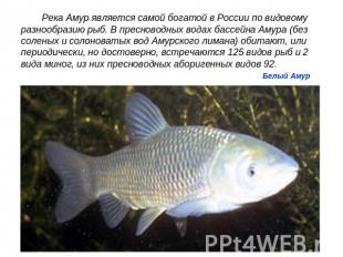 Река Амур является самой богатой в России по видовому разнообразию рыб. В пресно
