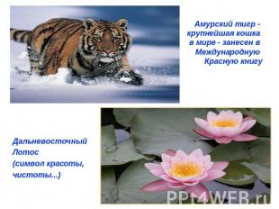 Дальневосточный Лотос(символ красоты,чистоты...)Амурский тигр - крупнейшая кошка