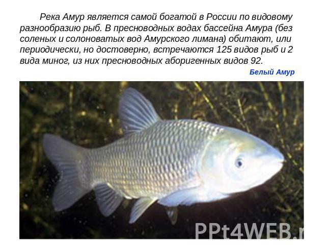 Река Амур является самой богатой в России по видовому разнообразию рыб. В пресноводных водах бассейна Амура (без соленых и солоноватых вод Амурского лимана) обитают, или периодически, но достоверно, встречаются 125 видов рыб и 2 вида миног, из них п…