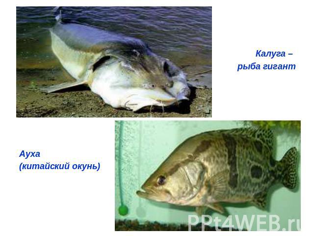 Ауха(китайский окунь) Калуга – рыба гигант