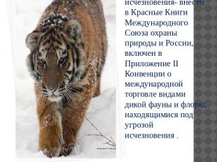 Амурский тигр, как объект первой категории угрозы исчезновения- внесен в Красные
