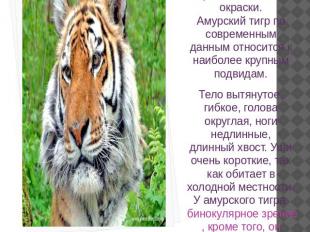 Тигр - крупное хищное млекопитающее семейства кошачьих оранжево-желтой с черными