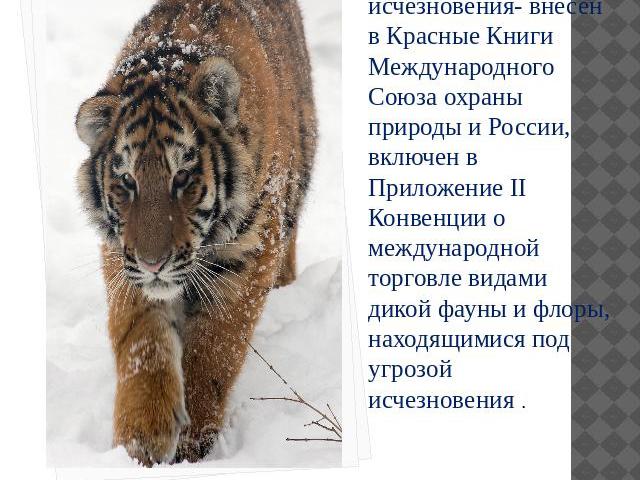 Амурский тигр, как объект первой категории угрозы исчезновения- внесен в Красные Книги Международного Союза охраны природы и России, включен в Приложение II Конвенции о международной торговле видами дикой фауны и флоры, находящимися под угрозой исче…