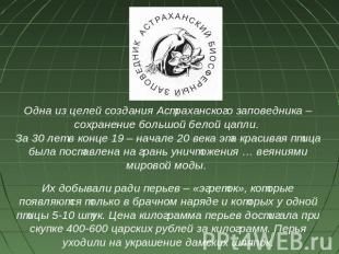 Одна из целей создания Астраханского заповедника – сохранение большой белой цапл