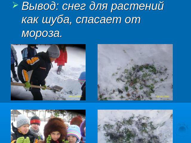 Исследование №5Цель: узнать, как зимуют растения под снегом. Вывод: снег для растений как шуба, спасает от мороза.