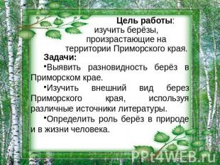 Цель работы: изучить берёзы, произрастающие на территории Приморского края. Зада