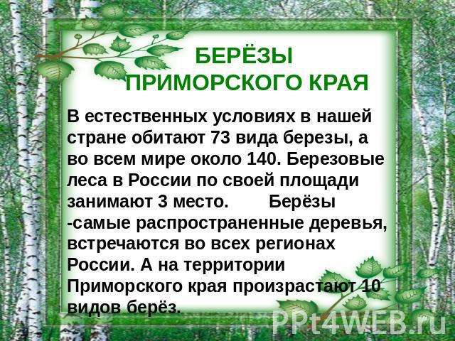 БЕРЁЗЫ ПРИМОРСКОГО КРАЯ В естественных условиях в нашей стране обитают 73 вида березы, а во всем мире около 140. Березовые леса в России по своей площади занимают 3 место. Берёзы -самые распространенные деревья, встречаются во всех регионах России. …