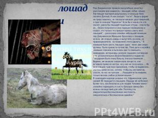 лошади Под Дзержинском провели масштабную зачистку: уничтожили всю живность - ло