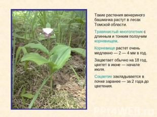 Такие растения венериного башмачка растут в лесах Томской области. Травянистый м