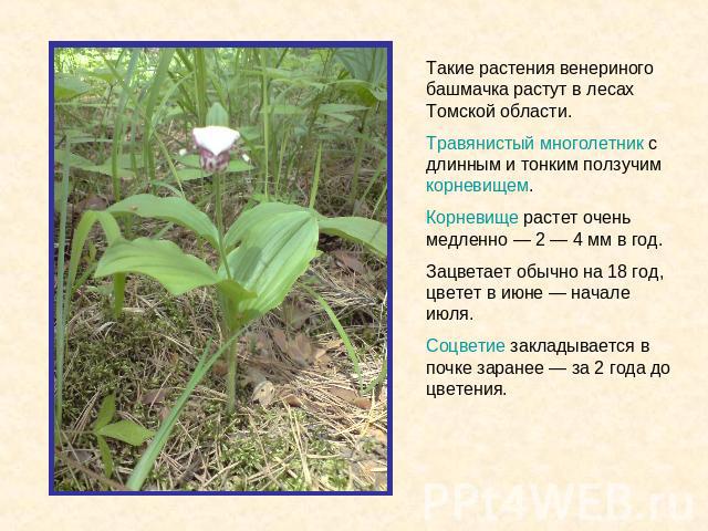 Такие растения венериного башмачка растут в лесах Томской области. Травянистый многолетник с длинным и тонким ползучим корневищем.Корневище растет очень медленно — 2 — 4 мм в год. Зацветает обычно на 18 год, цветет в июне — начале июля. Соцветие зак…