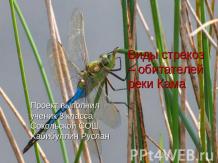 Виды стрекоз – обитателей реки Кама