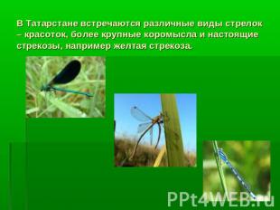 В Татарстане встречаются различные виды стрелок – красоток, более крупные коромы