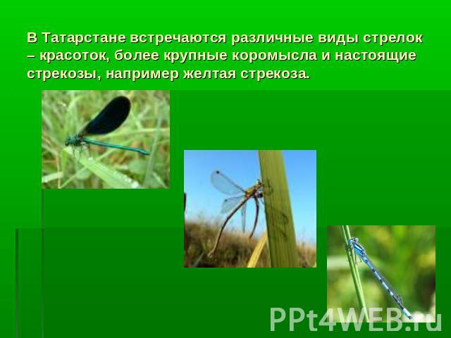 В Татарстане встречаются различные виды стрелок – красоток, более крупные коромысла и настоящие стрекозы, например желтая стрекоза.