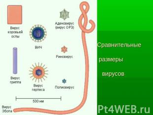 Сравнительные размеры вирусов