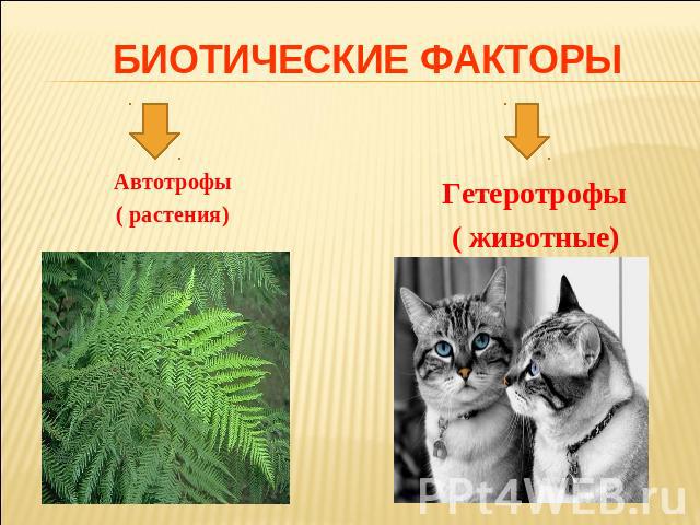 БИОТИЧЕСКИЕ ФАКТОРЫ Автотрофы( растения) Гетеротрофы ( животные)