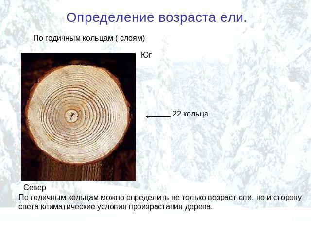 Определение возраста ели. По годичным кольцам ( слоям) 22 кольца По годичным кольцам можно определить не только возраст ели, но и сторону света климатические условия произрастания дерева.