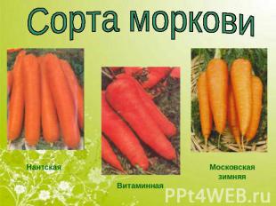 Сорта моркови Нантская Витаминная Московская зимняя