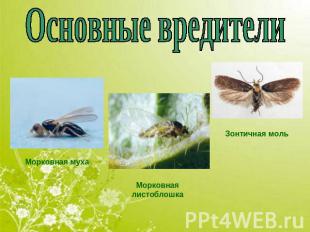 Основные вредители Морковная муха Морковная листоблошка Зонтичная моль