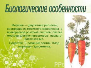Биологические особенности Морковь — двулетнее растение, состоящее из мясистого к