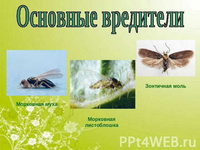 Основные вредители Морковная муха Морковная листоблошка Зонтичная моль