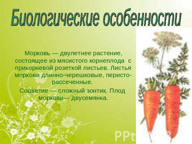 Биологические особенности Морковь — двулетнее растение, состоящее из мясистого корнеплода с прикорневой розеткой листьев. Листья моркови длинно-черешковые, перисто-рассеченные. Соцветие — сложный зонтик. Плод моркови— двусемянка.