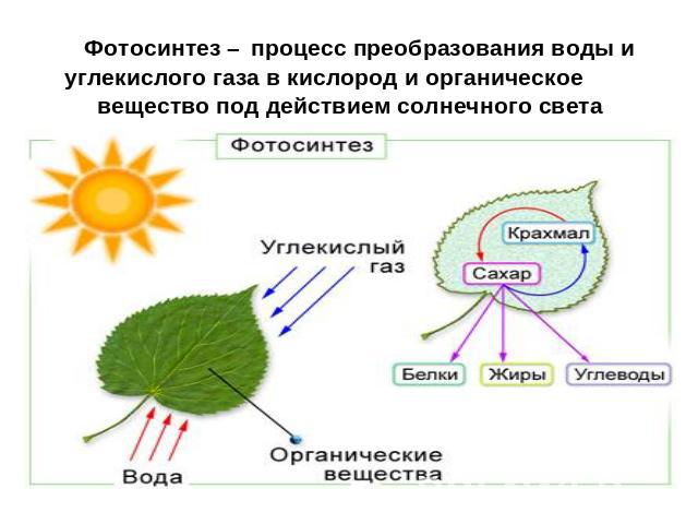 Фотосинтез – процесс преобразования воды и углекислого газа в кислород и органическое вещество под действием солнечного света