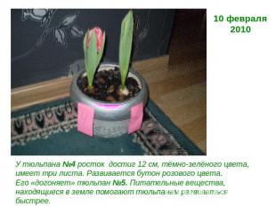 10 февраля2010 У тюльпана №4 росток достиг 12 см, тёмно-зелёного цвета, имеет тр