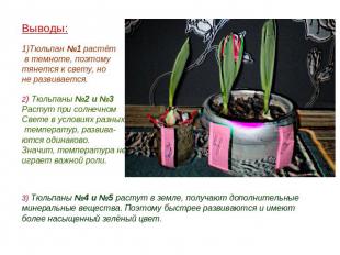Выводы:Тюльпан №1 растёт в темноте, поэтому тянется к свету, но не развивается.