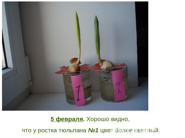 5 февраля. Хорошо видно, что у ростка тюльпана №1 цвет более светлый.