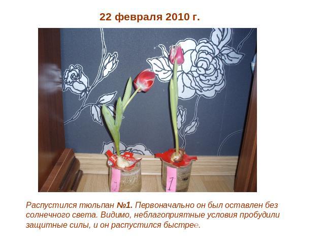 22 февраля 2010 г. Распустился тюльпан №1. Первоначально он был оставлен без солнечного света. Видимо, неблагоприятные условия пробудили защитные силы, и он распустился быстрее.