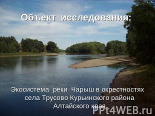 Объект исследования: Экосистема реки Чарыш в окрестностях села Трусово Курьинско