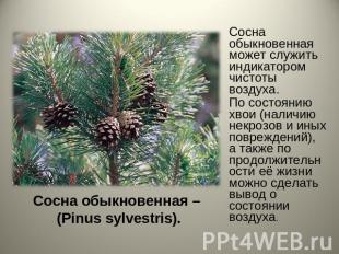 Сосна обыкновенная – (Pinus sylvestris). Сосна обыкновенная может служить индика