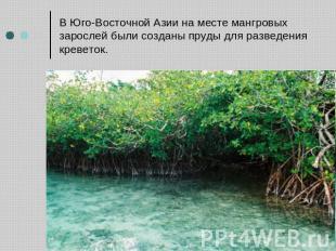 В Юго-Восточной Азии на месте мангровых зарослей были созданы пруды для разведен