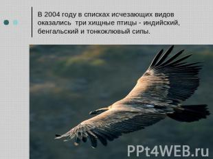 В 2004 году в списках исчезающих видов оказались три хищные птицы - индийский, б