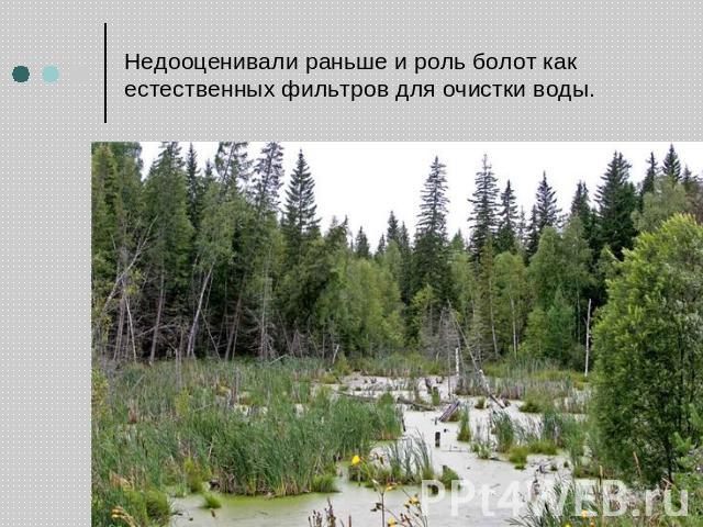Недооценивали раньше и роль болот как естественных фильтров для очистки воды.