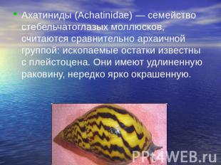 Ахатиниды (Achatinidae) — семейство стебельчатоглазых моллюсков, считаются сравн